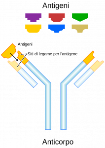 Ogni anticorpo lega uno specifico antigene; L'interazione è simile a quella fra la chiave e la serratura. (Wikipedia)